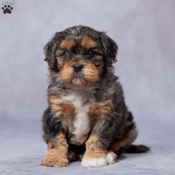 Gizmo, Cavapoo Puppy